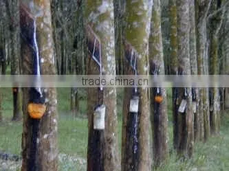 Rubber bands for Vegetable and Flower by 100% Vietnam natural rubber