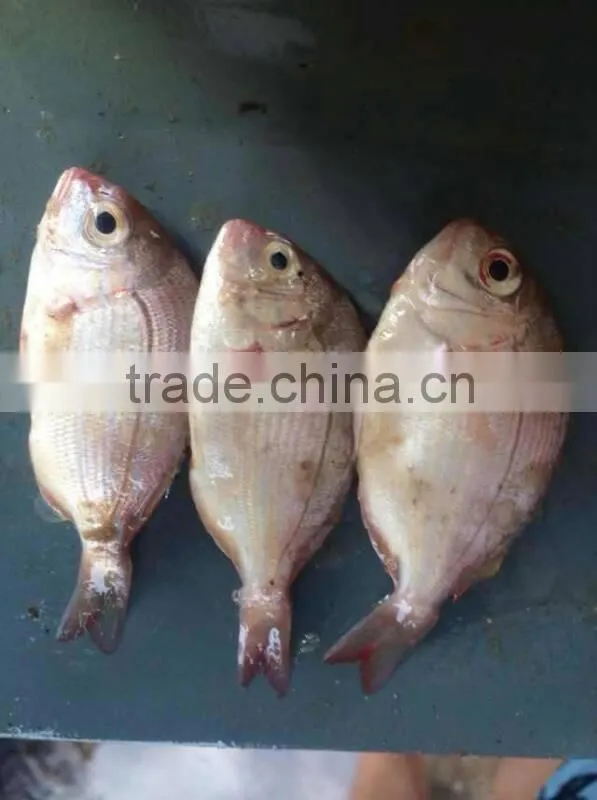 small size red snapper whole round