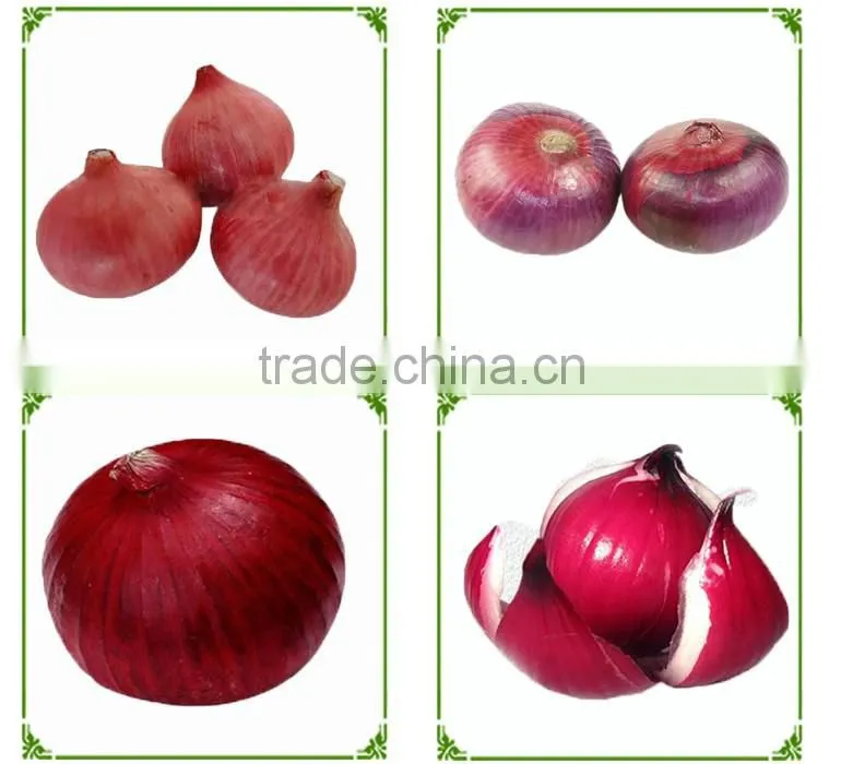 World Best Selling Products Grade A Fresh Onions