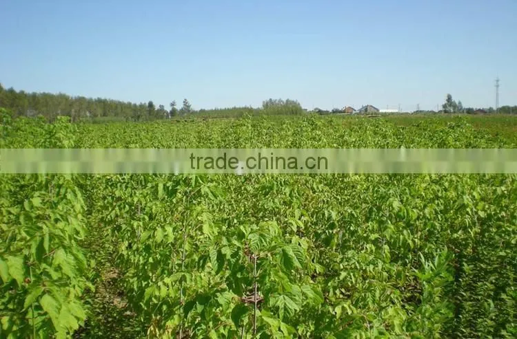 Sugar maple seedling