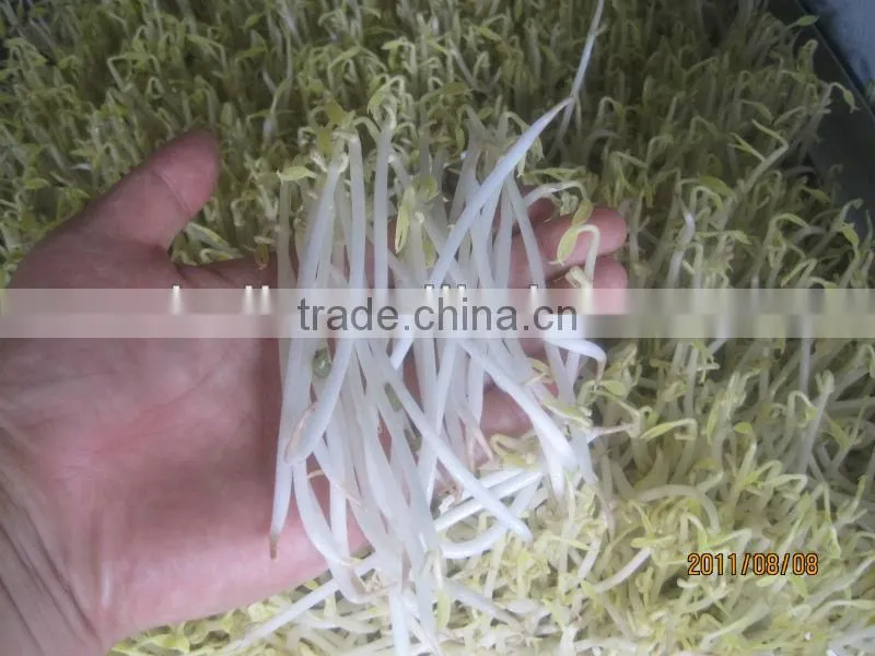 bean sprout factory/sprout maker