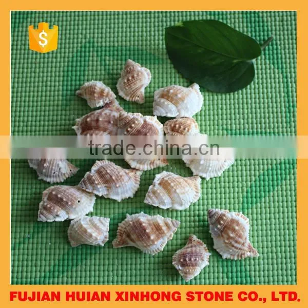 natural decotative semicassis inornata seashell for sale