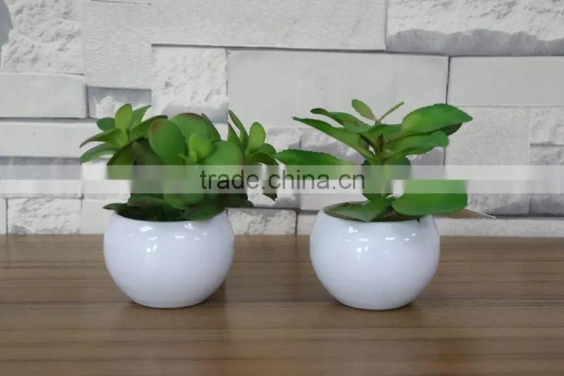 White potted mini succulent plants bonsai