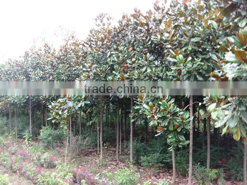 Magnolia grandiflora
