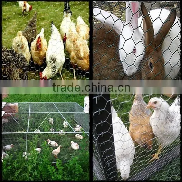 Lowest price chicken wire mesh, chicken wire for sale(Factory)
