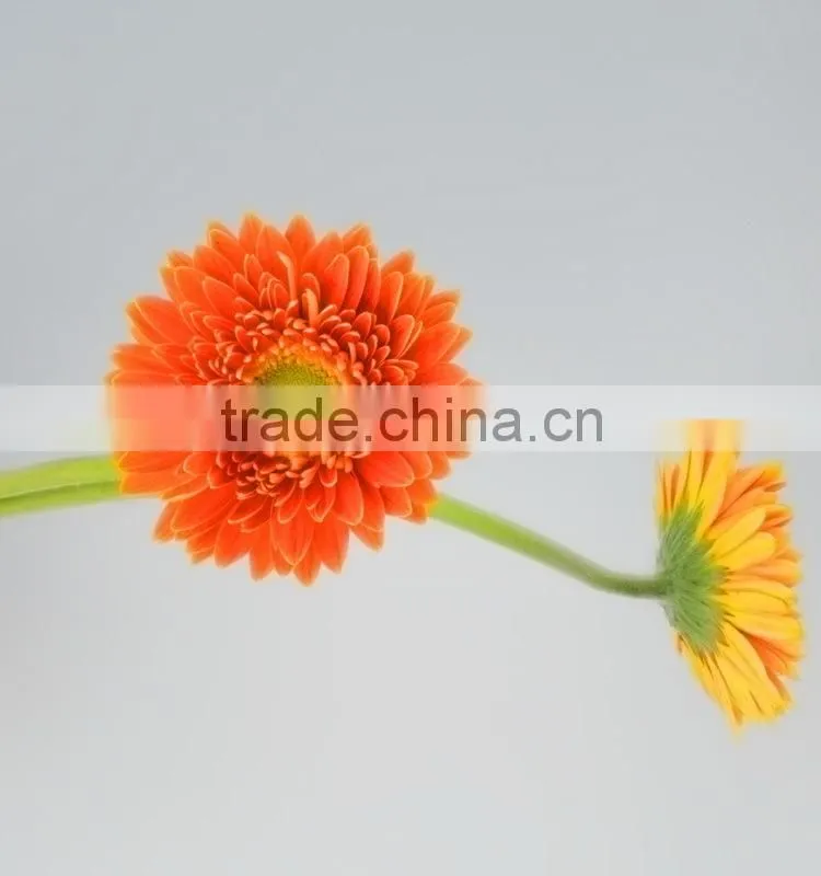 Fresh cut Golden Sun single gerbera from guangdong