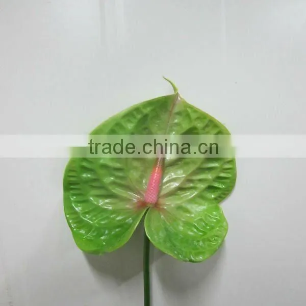 anthurium cut flowers