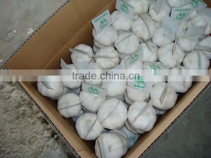 Fresh white garlic