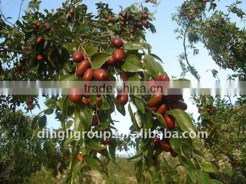 China Golden-silk jujube