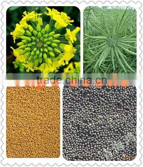 advanced new plant seeds oil press expeller with water cooling system