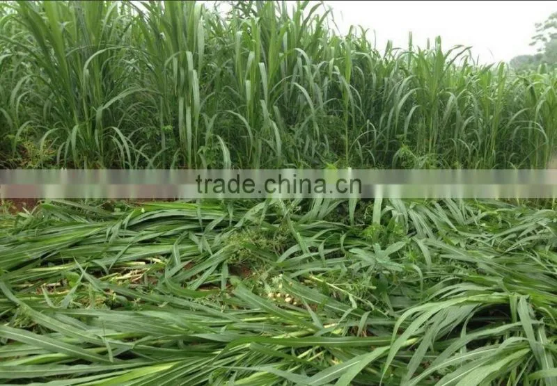 Fodder grass seeds Pennisetum hydridum grass seeds for growing-Hot sale
