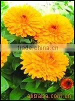 China Qingdao BNP Supplies Best Quality tagetes erecta extract supplier
