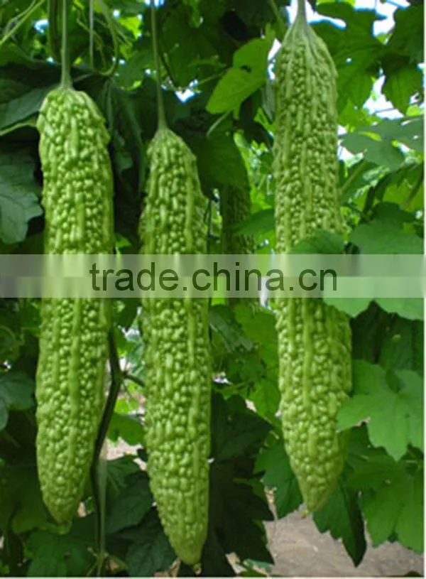MBG031 Zhun dark green bitter melon seeds, hybrid bitter gourd seeds