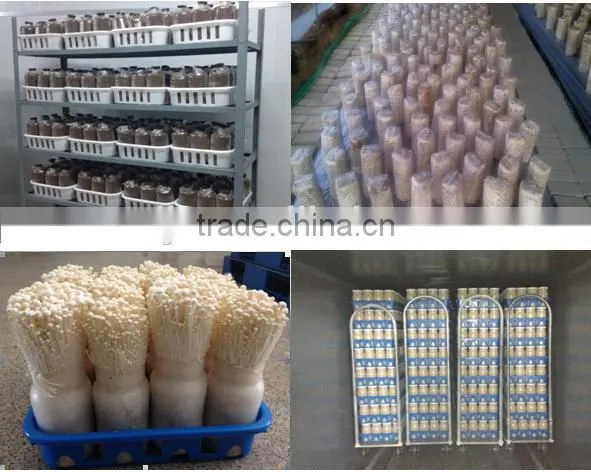 Boiler heating steam retort for mushroom factory sale