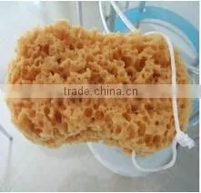 New arrival car wash tool bone sponge