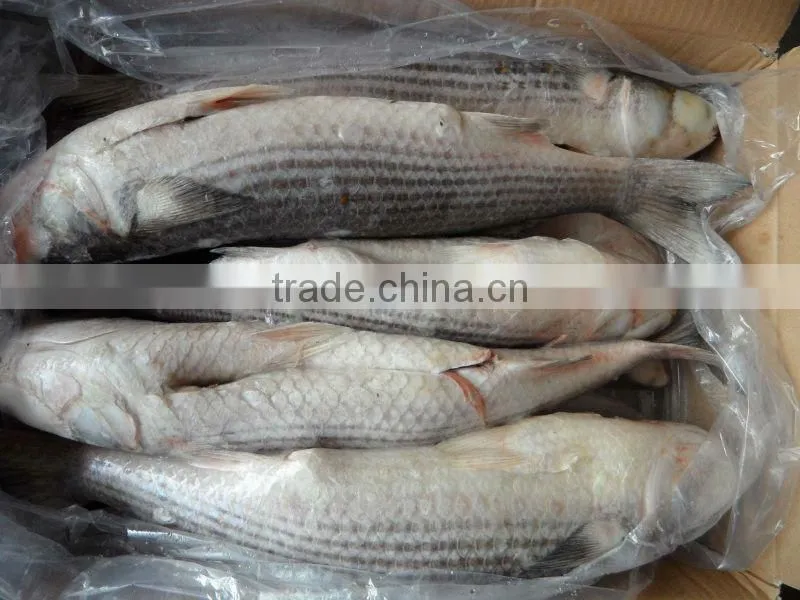 Fresh Frozen Flathead grey mullet