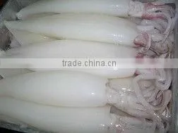 FROZEN WHOLE ROUND SQUID (U5,U7,U10)