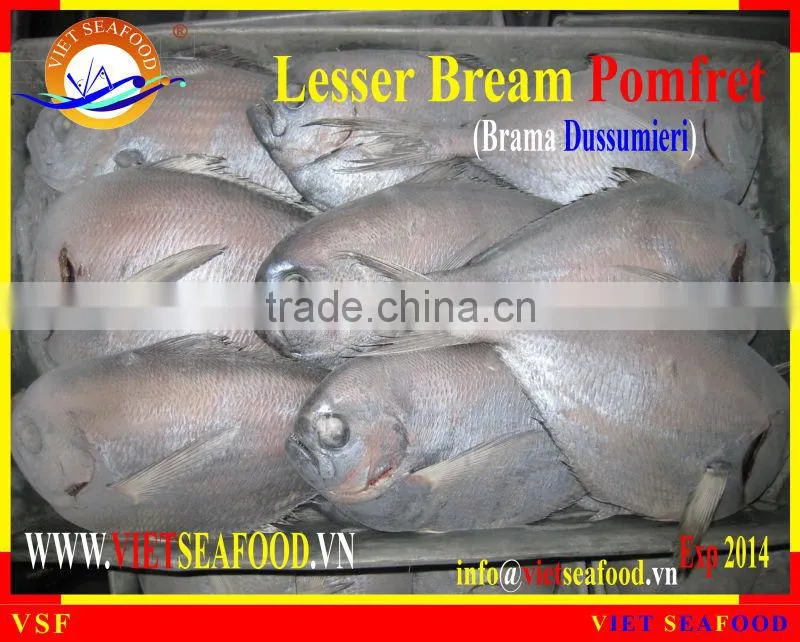 W/R FROZEN LESSER BREAM POMFRET