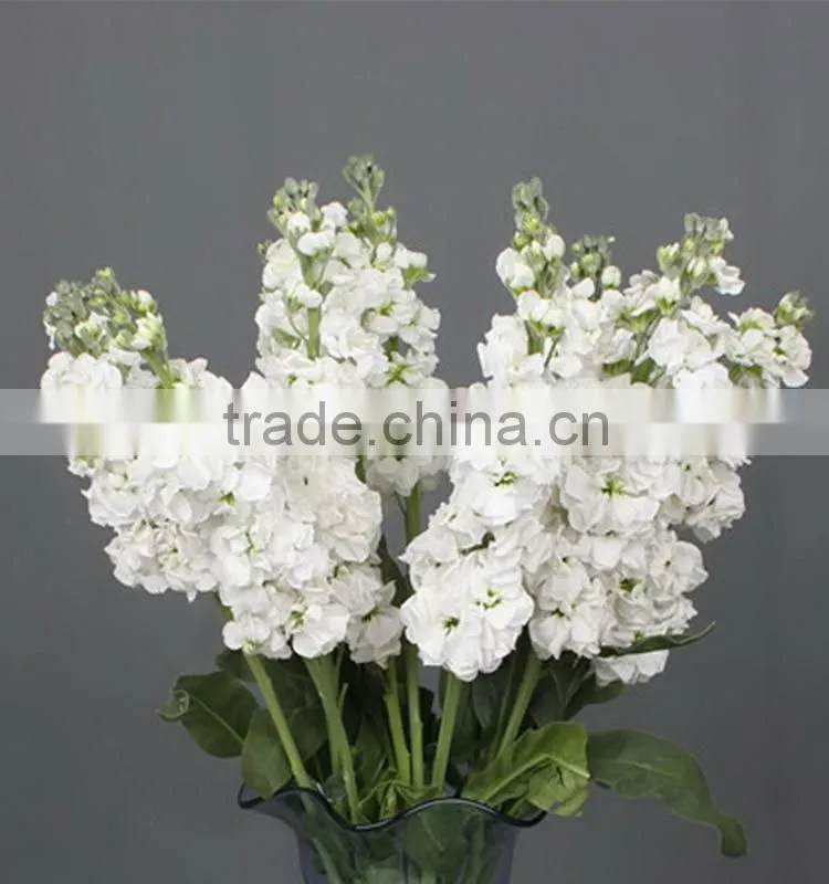 Colorful Best-Selling fragrant violet flowers