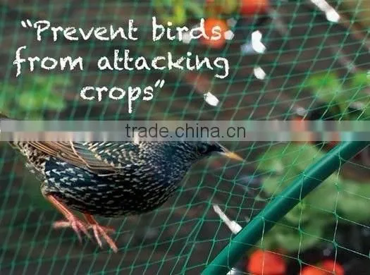 Anti- bird plastic netting in agriculture