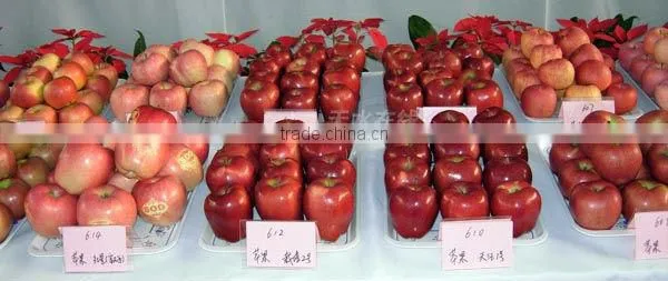 2012 fresh chinese apple