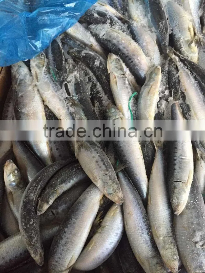 Frozen Whole Round Sardine 10-12pcs/kg for market