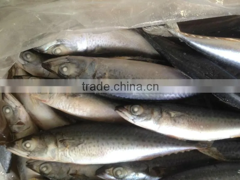 New fishing 200-300g WR frozen mackerel for market