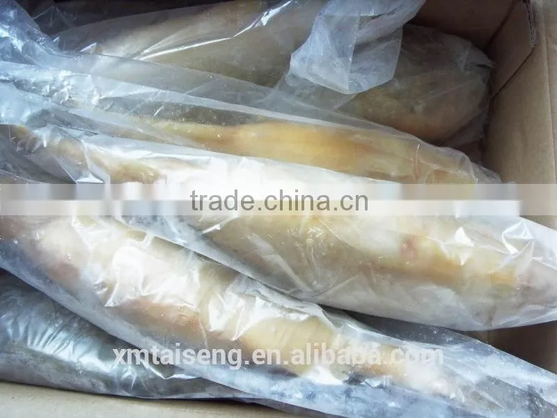 Croaker fish seafood frozen yellow croaker fish promoting price