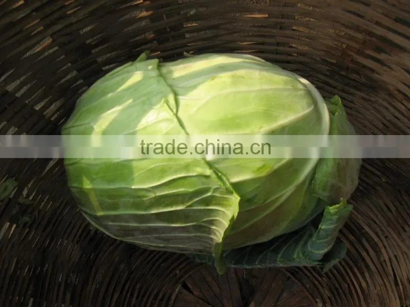 Round Cabbage/Flat Cabbage