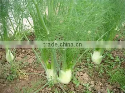 Essential Oil Fennel Oil