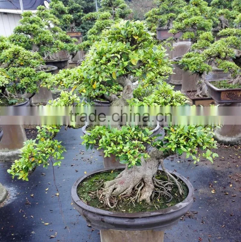 Ficus microcarpa bonsai trees ficus bonsai Nature