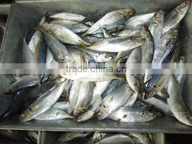 frozen scad whole round