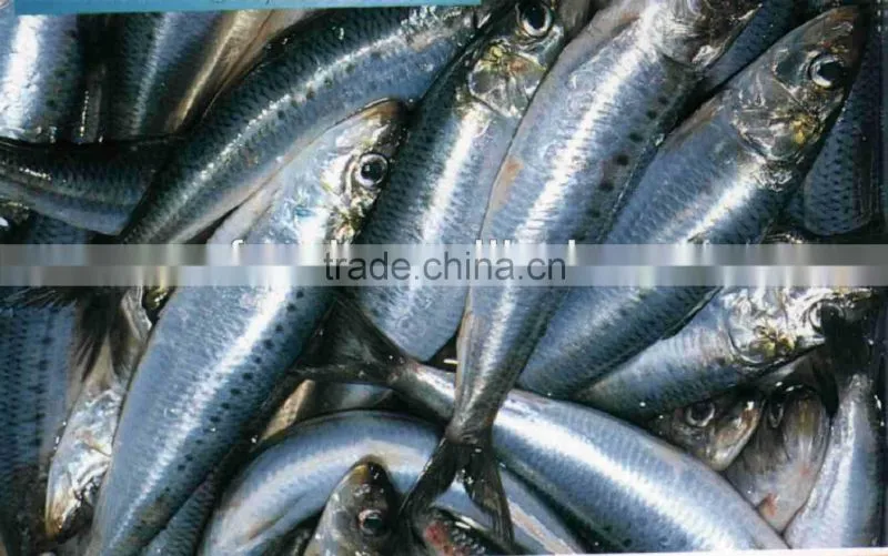 W/R frozen sardine 80-120g for canning or market