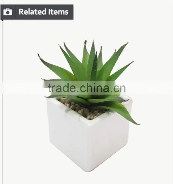 Kazuko Aoki mini succulent plants buy direct from China factory