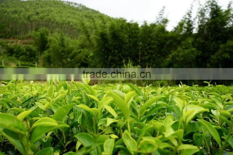 Chinese organic Green Tea loose leaf tea