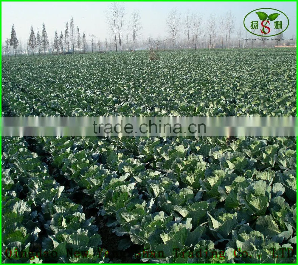 2015 Fresh Cabbages/Cabbage Exported to southeast Asia, the Middle East