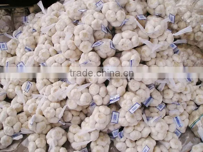 Factory Directly Supply new crop Fresh Garlics
