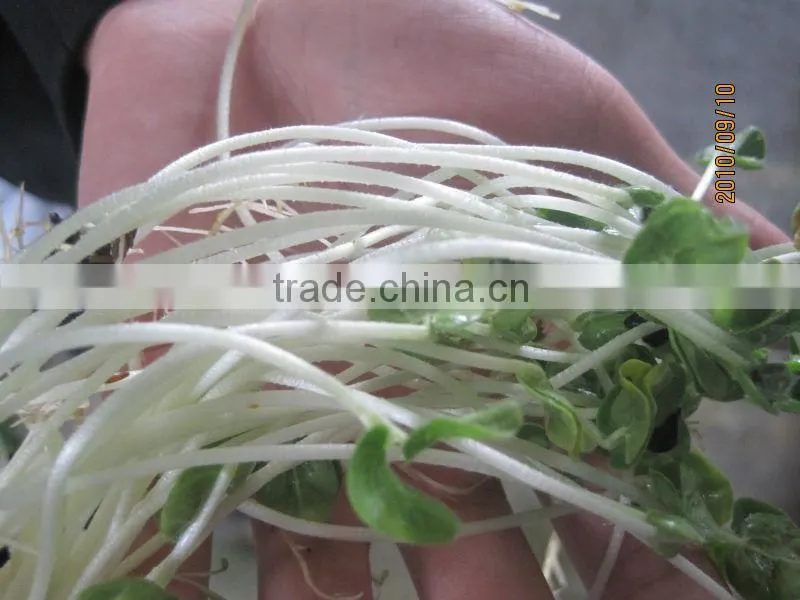 hydropoics fodder/ Seedling planting machine/oat sprout machine/germinated wheat sprout machine