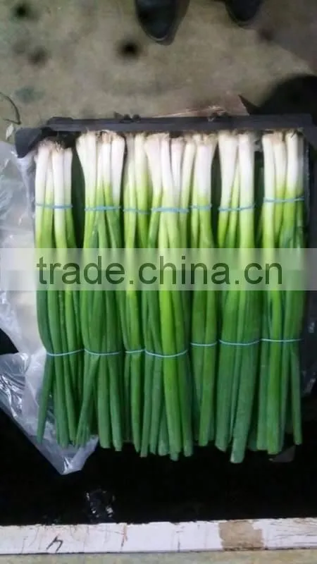 Spring Onion