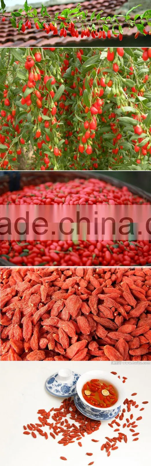 Premium Natural Wolfberry Organic Goji Berry Dry
