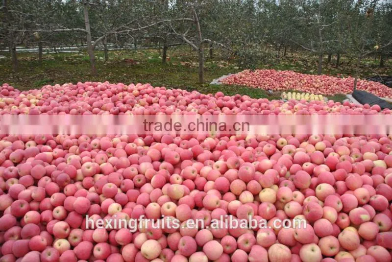 Matured apple fruits Variety and fresh fruits Type mature whole fuji apples