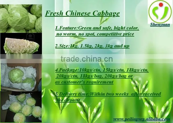 fresh green round 2013 cabbage( own farm)