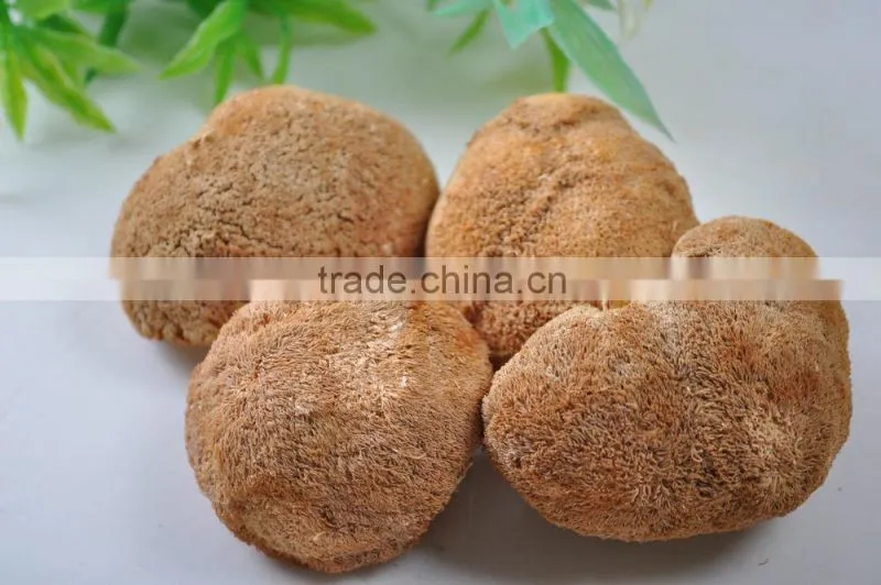 100% Natural originic/Lion's Mane/ Hericium Erinaceus Mushroom,Monkey Head Mushroom