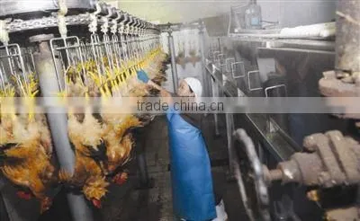 halal meat processing machine for chicken