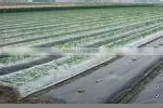 ldpe black agricure film