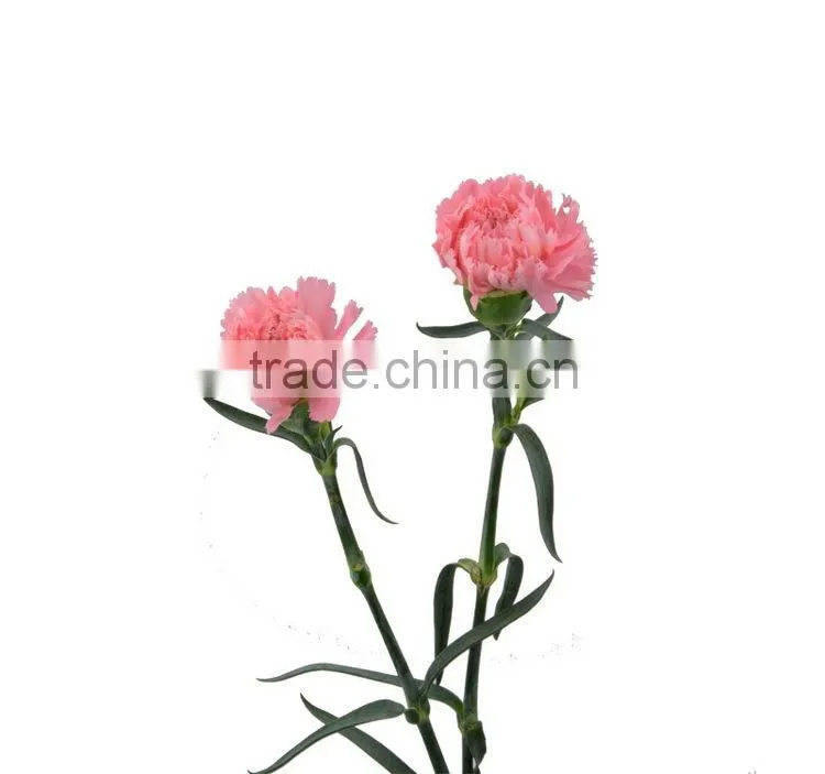Wide variety Medium pink crazing selling carnation