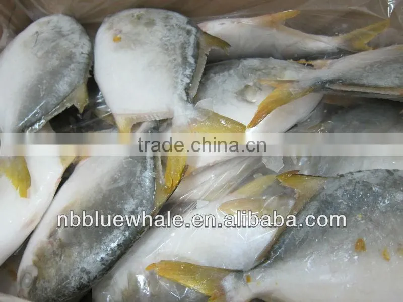 chinese pomfret 300-500G 400-600G frozen pomfret fish