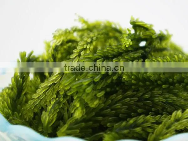 Sea grapes