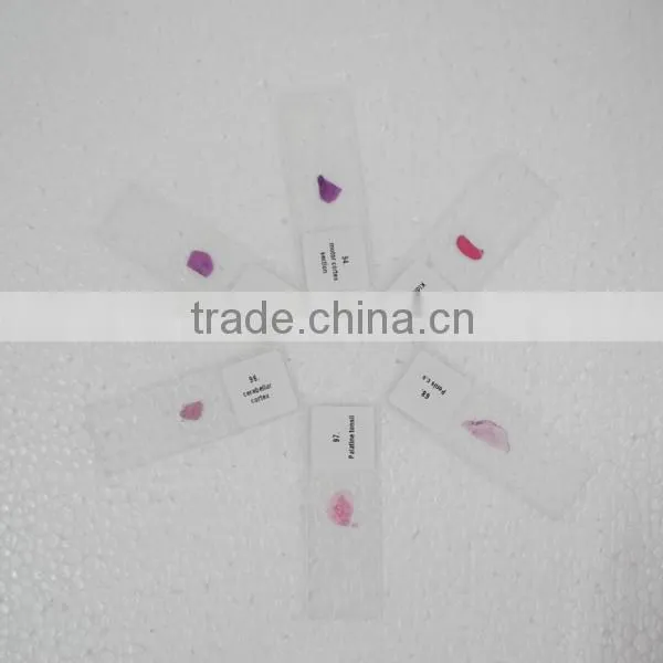 Hot sale Prepared histology slides