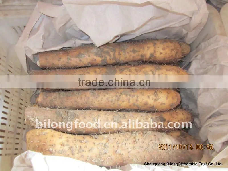 wholesale New Crop fresh chinese yam